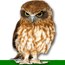 owl dating dating evreiesc cape town